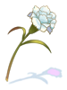 Aromatic Flower