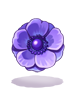 Purple Anemone
