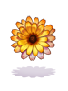 Calendula
