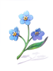 Myosotis