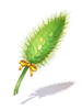 A green Foxtail for Beginners